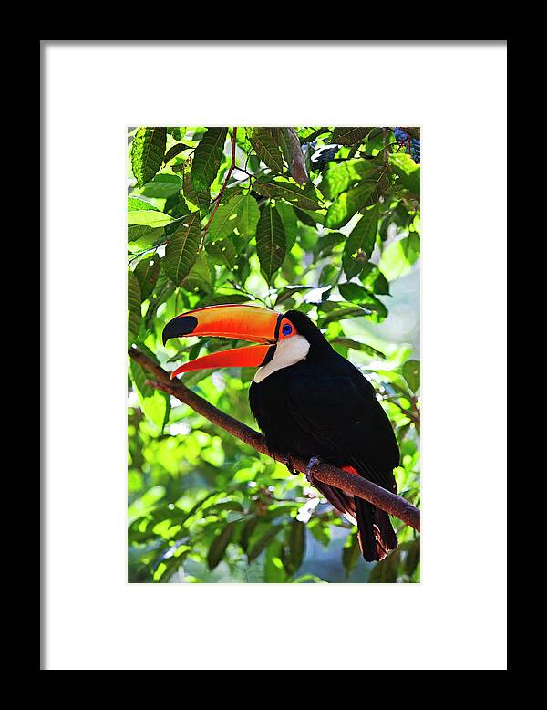 Tropical Tree Framed Print featuring the photograph Bird With Large Beak by John W Banagan