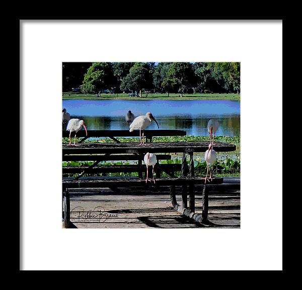 Birds Framed Print featuring the photograph Birds in the Bleachers by Philip And Robbie Bracco