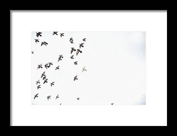 Mid-air Framed Print featuring the photograph Birds In The Sky by Oliver Rossi