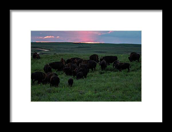 Jay Stockhaus Framed Print featuring the photograph Bison at Sunset by Jay Stockhaus