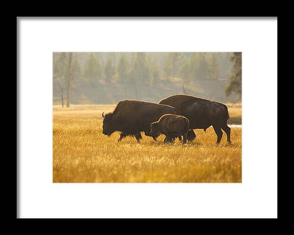 Animal Framed Print featuring the photograph Bison Family by Ozan Aktas