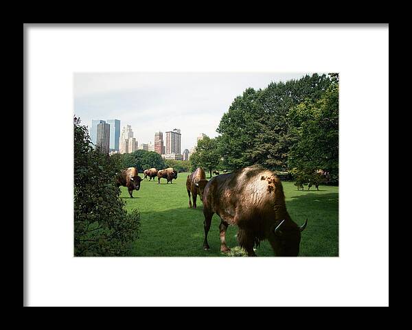 Shadow Framed Print featuring the photograph Bison Grazing In Central Park by Thomas Jackson