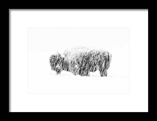 American Bison Framed Print featuring the photograph Bison in Painted Snow by Max Waugh