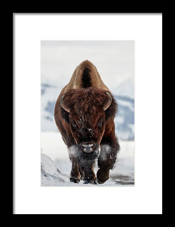 Bison Framed Print featuring the photograph Bison Incoming by Peter Hudson