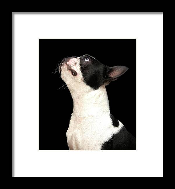 Pets Framed Print featuring the photograph Black And White Boston Terrier Looking by M Photo