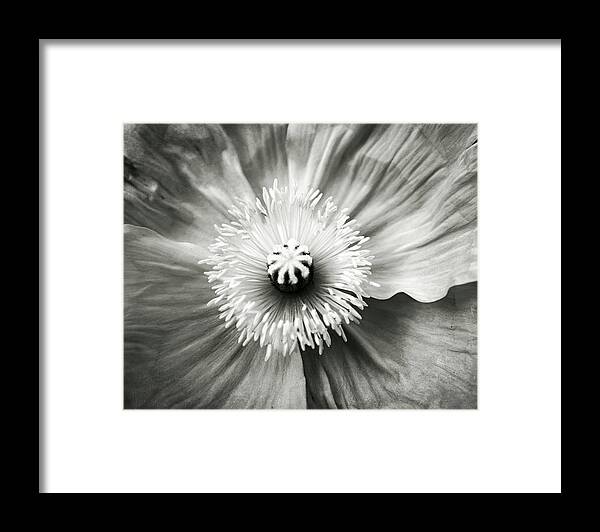 Poppy Framed Print featuring the photograph Black and White Poppy One by Lupen Grainne