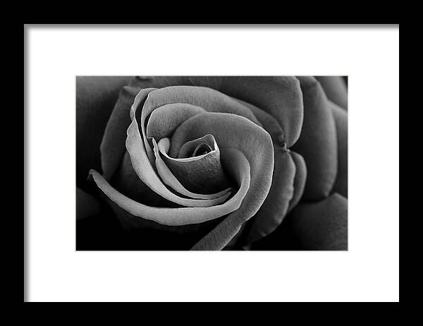 Flower Framed Print featuring the photograph Black And White Rose by Hblee