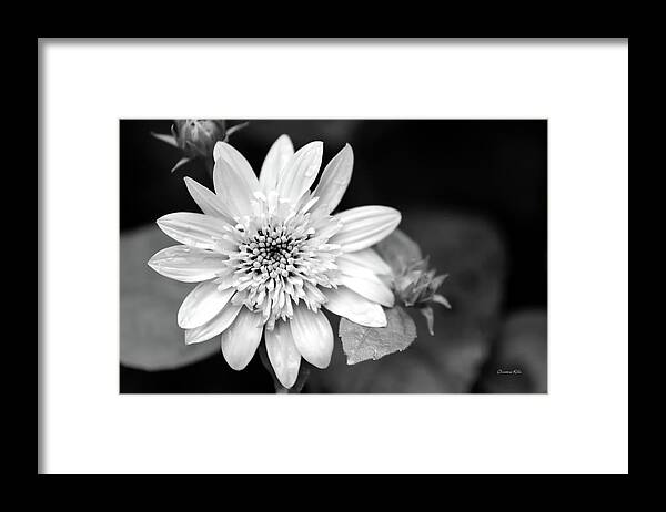 Black And White Framed Print featuring the photograph Black and White Sunrise Coreopsis by Christina Rollo
