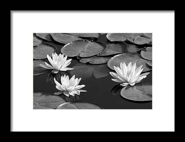 Black And White Framed Print featuring the photograph Black And White Water Lilies by Christina Rollo