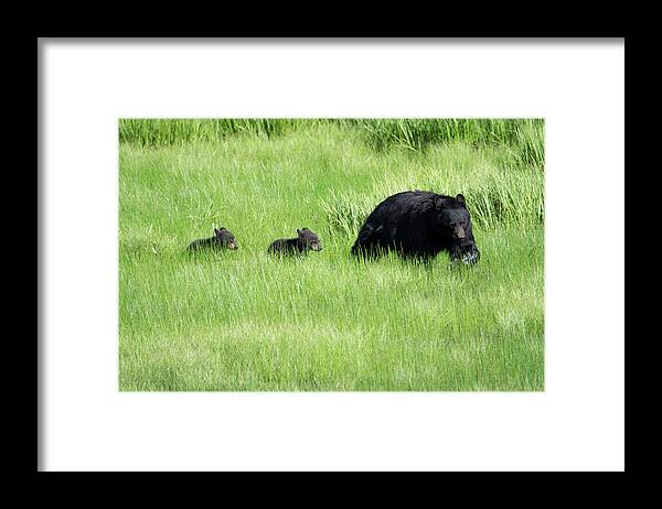 Bear Framed Print featuring the photograph Black Bear and cubs by Patrick Nowotny