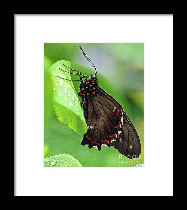 Butterfly Framed Print featuring the photograph Black Beauty by Tiffany Whisler