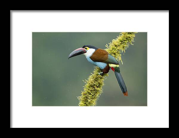 Toucan Framed Print featuring the photograph Black-billed Mountain Toucan by Milan Zygmunt