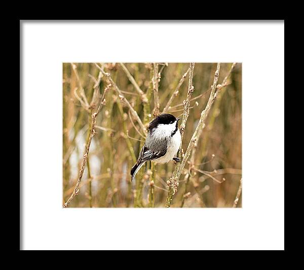 Black Capped Chickadee Framed Print featuring the photograph Black Capped Chickadee Print by Gwen Gibson