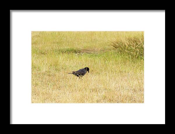 Animal Framed Print featuring the photograph Black Crow by Tanya C Smith