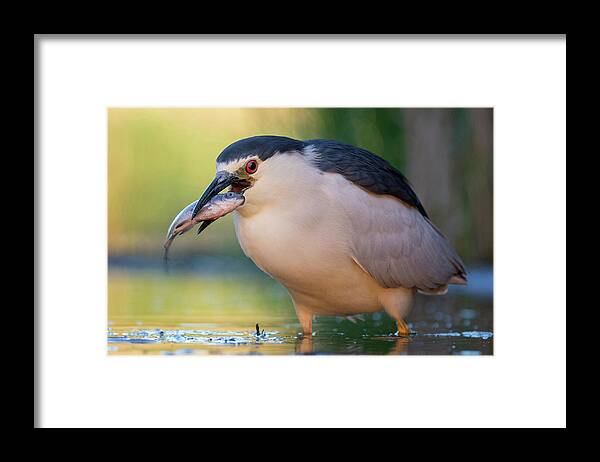 00594519 Framed Print featuring the photograph Black-crowned Night Heron and Fish by Thomas Hinsche