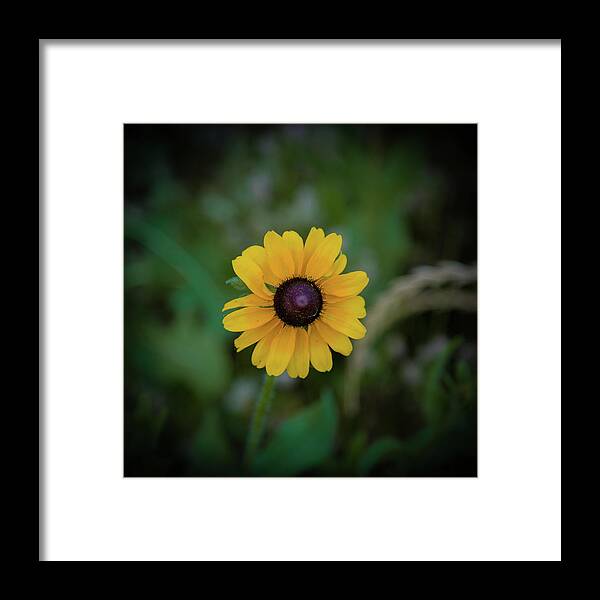 Black-eyed Susan Framed Print featuring the photograph Black-eyed Susan Close-Up by Lora J Wilson