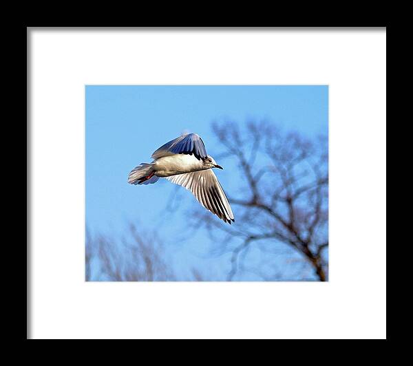 Black Headed Gull Framed Print featuring the photograph Black Headed Gull Flying by Jeff Townsend