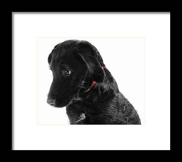 Pets Framed Print featuring the photograph Black Labradoodle by Gandee Vasan