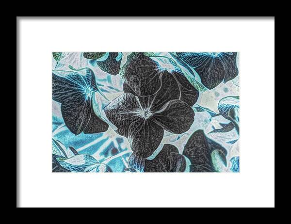 Connie Handscomb Framed Print featuring the photograph Black Licorice by Connie Handscomb