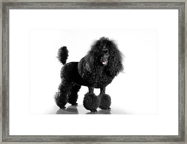 Framed Print Black poodle