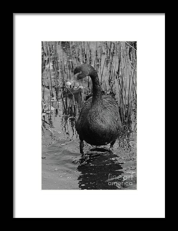 Donegal On Your Wall Framed Print featuring the photograph Black Swan 46 bw Donegal Ireland by Eddie Barron