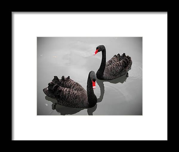 I tide husmor Ryg, ryg, ryg del Black Swan Framed Print by Bert Kaufmann Photography - Photos.com