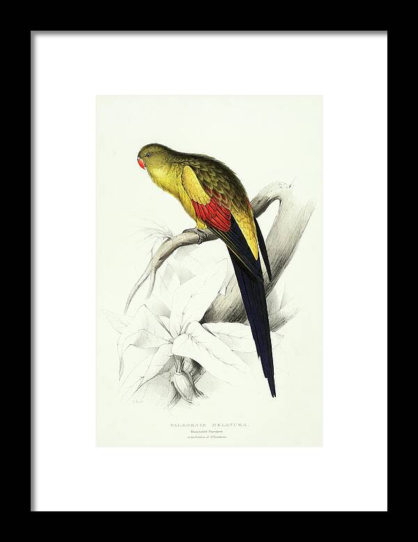 Black-tailed Parrakeet Framed Print featuring the painting Black-tailed Parrakeet by Edward Lear