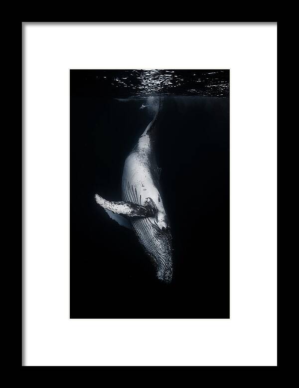 Whale Framed Print featuring the photograph Black Whale by Barathieu Gabriel