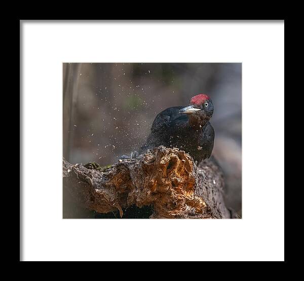 Animal Framed Print featuring the photograph Black Woodpecker Lunch by Konstantin Dem