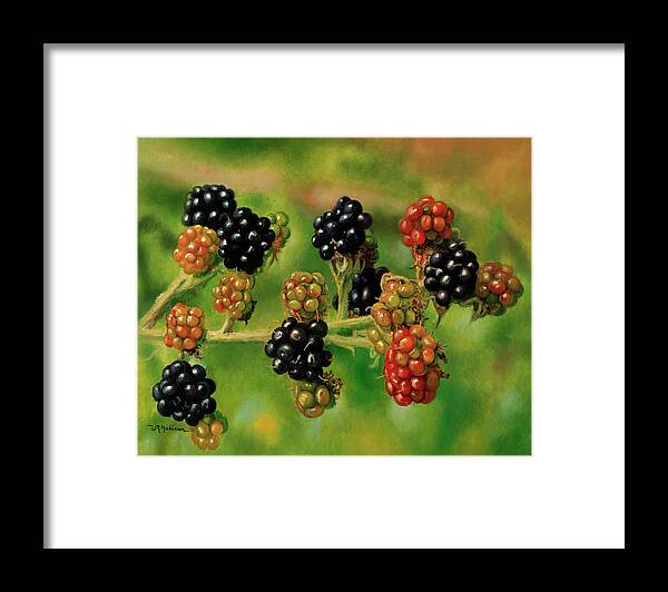 Red And Black Berries Framed Print featuring the painting Blackberries by Bill Makinson