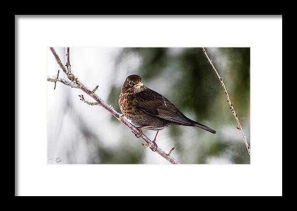 Female Common Blackbird Framed Print featuring the photograph Blackbird with snow on the beak by Torbjorn Swenelius