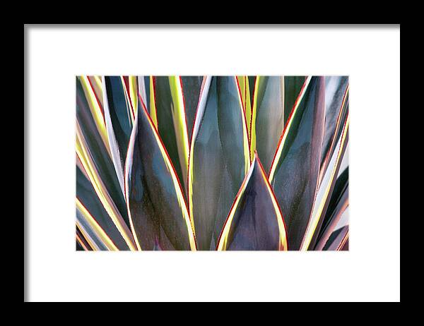 Agave Framed Print featuring the photograph Blades of Light by Leda Robertson