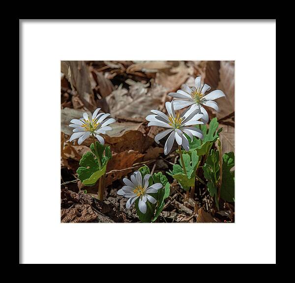 Nature Framed Print featuring the photograph Bloodroot DFL0939 by Gerry Gantt