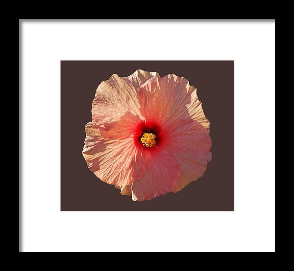 Hibiscus Flower Framed Print featuring the photograph Blooming Hot by Charles Stuart