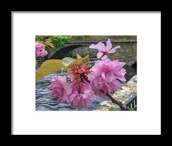 Willimantic Framed Print featuring the photograph Beautiful Blossom by Veterans Aerial Media LLC