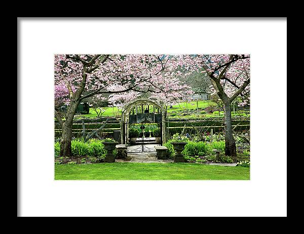 Scenics Framed Print featuring the photograph Blossom Arbour by Constantgardener