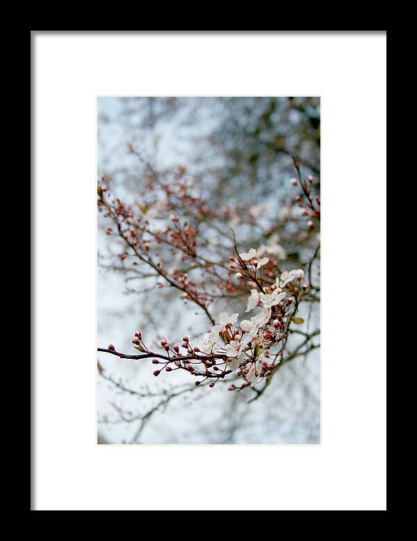 Bud Framed Print featuring the photograph Blossom In Spring by Red Sky