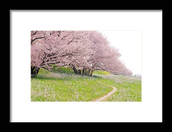 Outdoors Framed Print featuring the photograph Blossoming Yoshino Cherry Trees In A by Photolife/amanaimagesrf