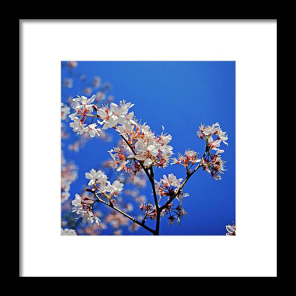 Clear Sky Framed Print featuring the photograph Blossoms Against Blue Sky by Kees Smans