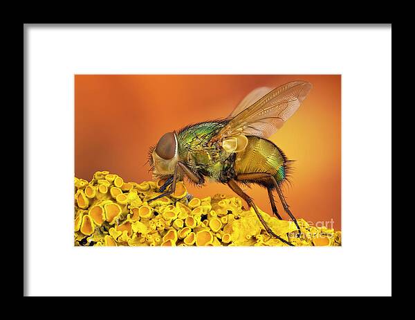 No-one Framed Print featuring the photograph Blow Fly by Ozgur Kerem Bulur/science Photo Library
