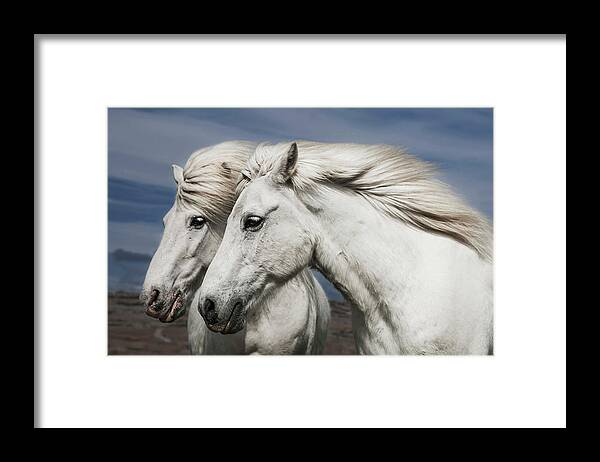 Horse Framed Print featuring the photograph Blowing by Bragi Ingibergsson -