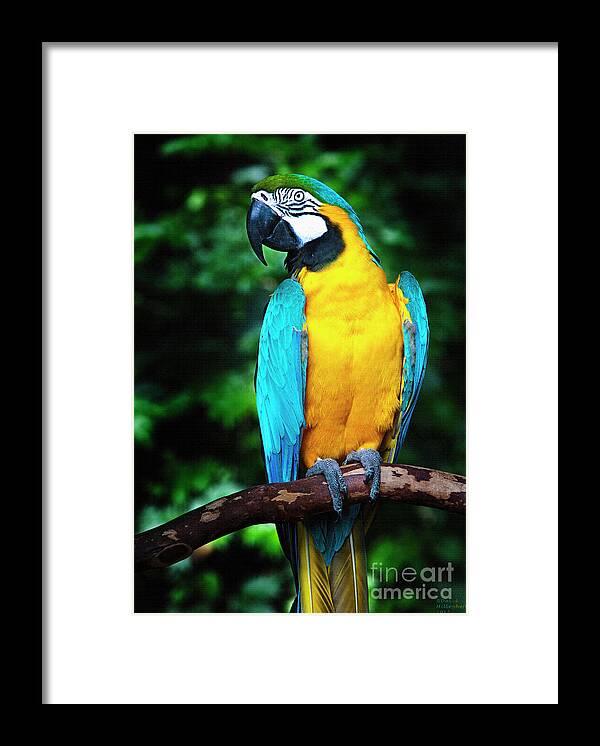 Blue And Gold Macaw Framed Print featuring the photograph Blue and Gold Macaw by David Millenheft