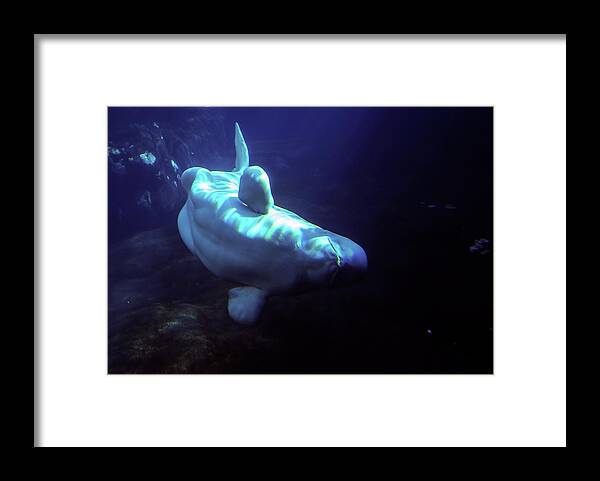 Whale Framed Print featuring the photograph Blue Beluga by Anthony Jones