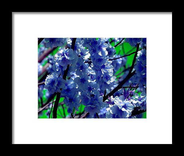 Blue Framed Print featuring the photograph Blue cherry blossom - Colorful nature by Patricia Piotrak