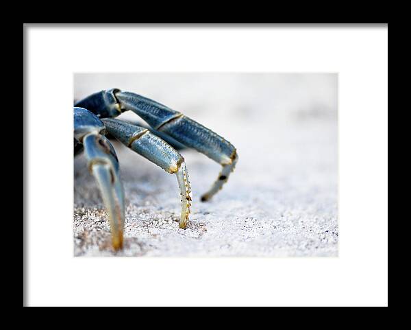 Animal Themes Framed Print featuring the photograph Blue Crab Legs by Photograph By Abi Bell
