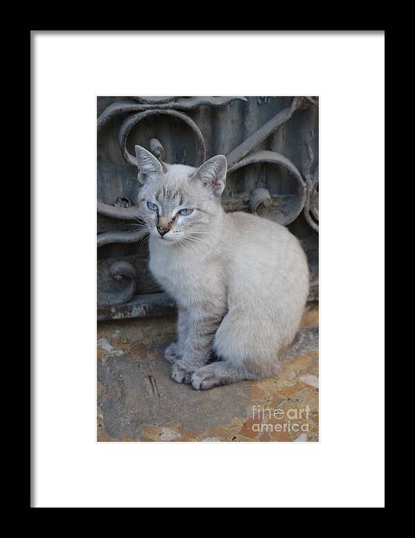 Cat Framed Print featuring the photograph Blue Eyed by Thomas Schroeder