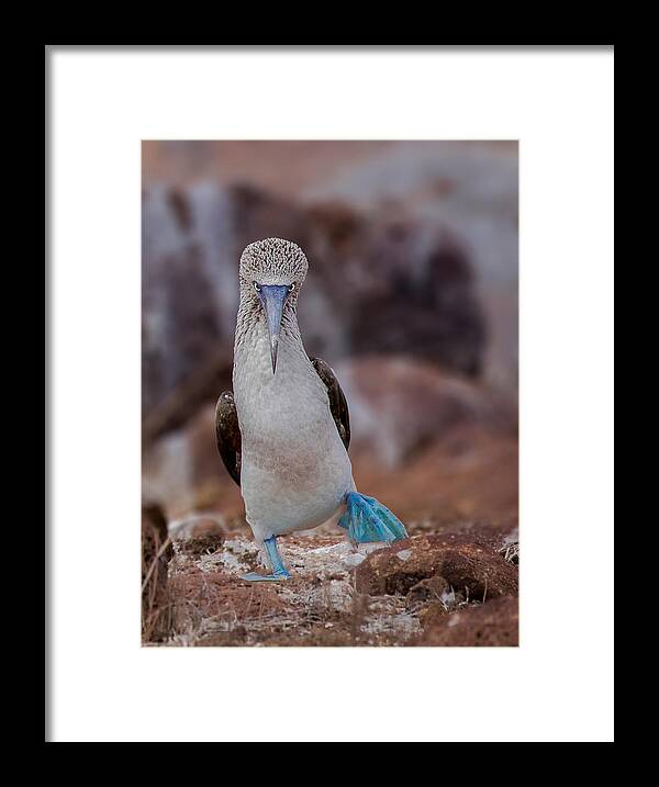 Blue-footed Framed Print featuring the photograph Blue-footed Booby by Siyu And Wei Photography