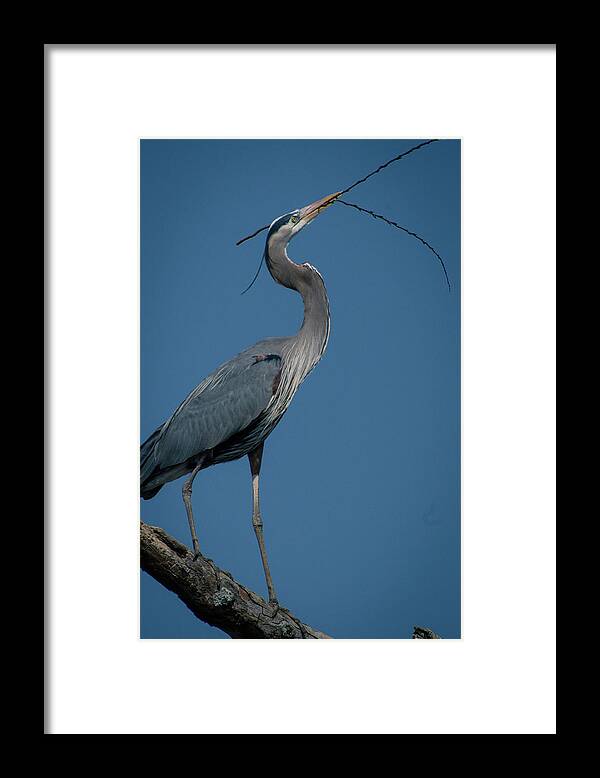 Herons Framed Print featuring the photograph Blue Heron 2011-0322 by Donald Brown