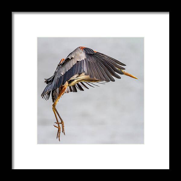 Grand Lake Framed Print featuring the photograph Blue Heron 20190412-0154 by David Wagenblatt