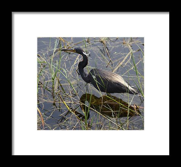 Blue Heron Framed Print featuring the photograph Blue Heron by Philip And Robbie Bracco